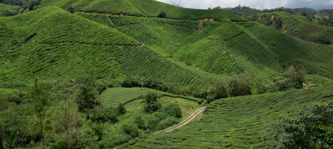 Cameron Highlands – plantacje herbaty